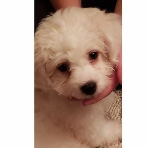 Meet your Posher, Annette